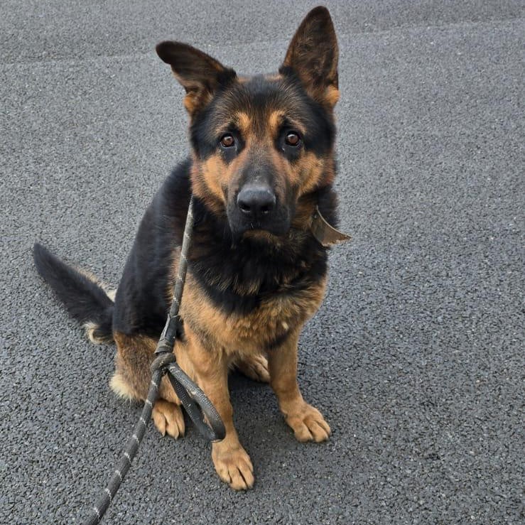 German Shepherd sitting attentively on a paved surface