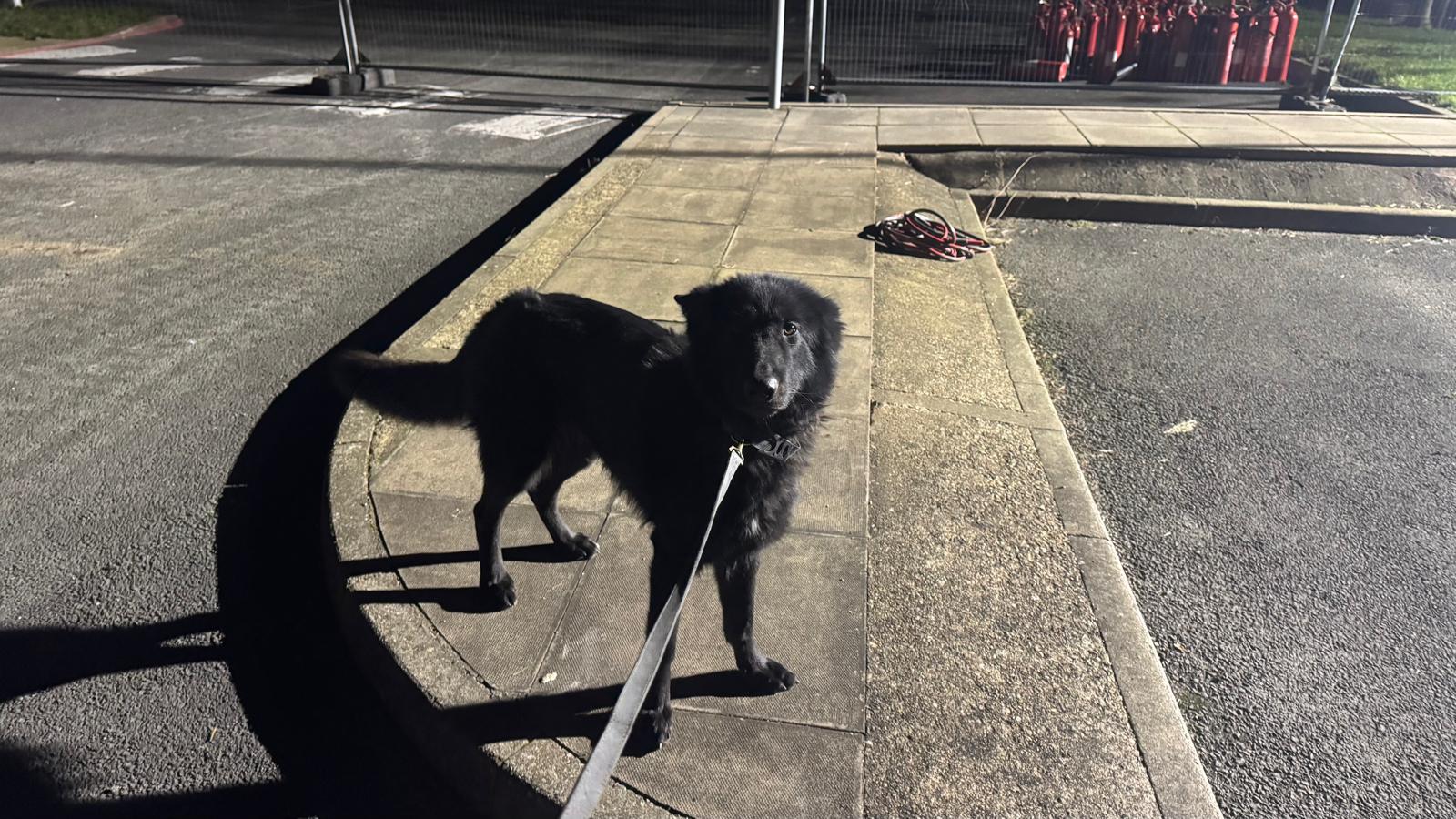 Security dog on a lead beside an industrial site perimeter